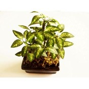 Artificial Plant With Vases