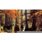 Mississippi Postcard 12311 Cypress Tree