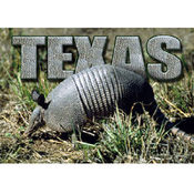Texas Postcard 12509 Texas Armadillo