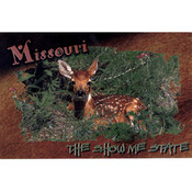 Missouri Postcard 12824 Fawn