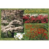 Ozarks Postcard 13032 Ozark In Bloom