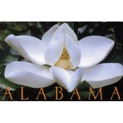 Alabama Postcard Al106 Magnolia
