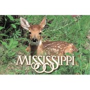 Mississippi Postcard Ms307 White Tail Fawn