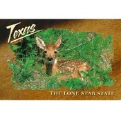 Texas Postcard Tx106 Tx Deer