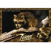 Texas Postcard Tx108 Tx Racoon