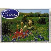 Texas Postcard Tx136 Texas Wildflowers