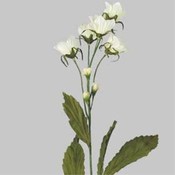 Case of 48 26" Blue Bells - White