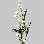 Case of 72 24" Mini Daisy - White