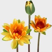 Case of 36 32" Water Lily Stems - Yellow