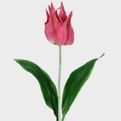 Case of 72 24" Crown Tulip Stems - Cerise