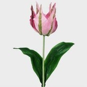 Case of 72 24" Crown Tulip Stems - Pink