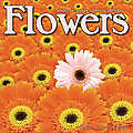 Flowers 2010 Calendar 30247-10