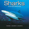 Sharks 2010 Calendar 30121-10