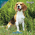 Beagle 2010 Calendar 10012-10