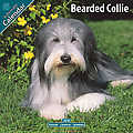 Bearded Collie 2010 Calendar 10013-10