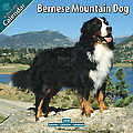 Bernese Mountain Dog 2010 Calendar 10014-10
