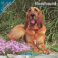 Bloodhound 2010 Calendar 10017-10