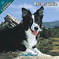 Border Collie 2010 Calendar 10018-10