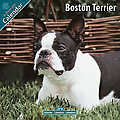 Boston Terrier 2010 Calendar 10019-10