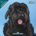 Briard 2010 Calendar 30433-10