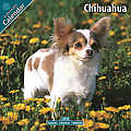 Chihuahua 2010 Calendar 10027-10