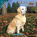 Yellow Labrador Retriever 2010 Calendar 10050-10