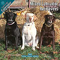 Labrador Retriever (Mixed) 2010 Calendar 10086-10