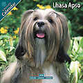 Lhasa Apso 2010 Calendar 10051-10