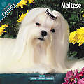 Maltese 2010 Calendar 10052-10