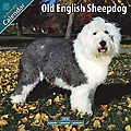 Old English Sheepdog 2010 Calendar 10057-10