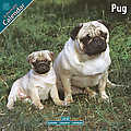 Pug 2010 Calendar 10062-10