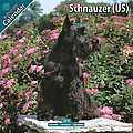 Schnauzer (US) 2010 Calendar 10067-10