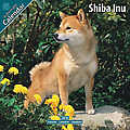 Shiba Inu 2010 Calendar 10089-10