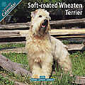 Softcoat Wheaten Terrier 2010 Calendar 10074-10