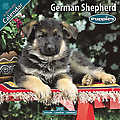 German Shepherd Puppies 2010 Calendar 10205-10