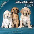Golden Retriever Puppies 2010 Calendar 10206-10