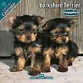 Yorkshire Terrier Puppies 2010 Calendar 10209-10