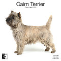 Cairn Terriers 2010 Calendar 30457