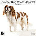 Cavalier King Charles Spaniels 2010 Calendar 30458