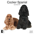 English Cocker Spaniel 2010 Calendar 30461