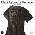 Black Labradors 2010 Calendar 30466