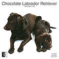 Chocolate Labradors 2010 Calendar 30467