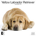 Yellow Labradors 2010 Calendar 30468