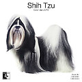 Shih Tzu 2010 Calendar 30471