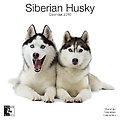 Siberian Husky 2010 Calendar 30472