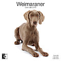 Weimaraners 2010 Calendar 30474