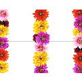 Gerbera Daisies 4 Up Postcard