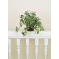 Oxalis Hanging Bush