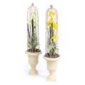 Narcissus Pre-Made w/Cloche (x2 Asst.)