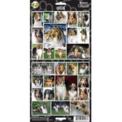 Collie Sticker
